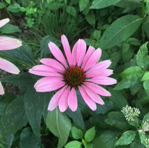 Meet your Posher, Morgan